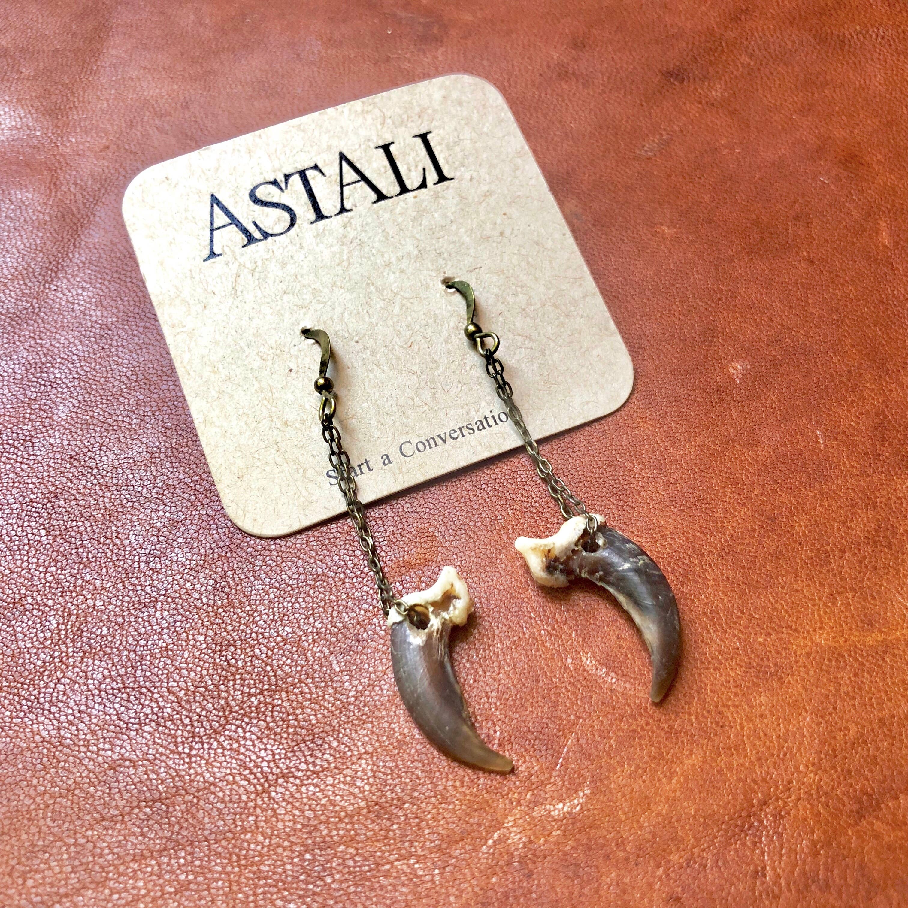 ASTALI - Wholesale Dangle Earrings - Coyote Claw Earrings, Real Claws, Dangle Earrings, Taxidermy7
