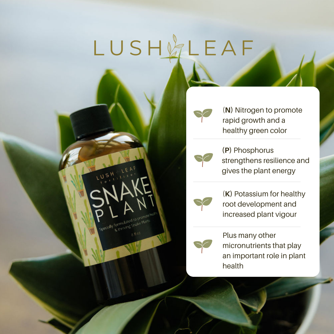 Lush Leaf – Fertilizante por atacado – Alimento para plantas de serpente1