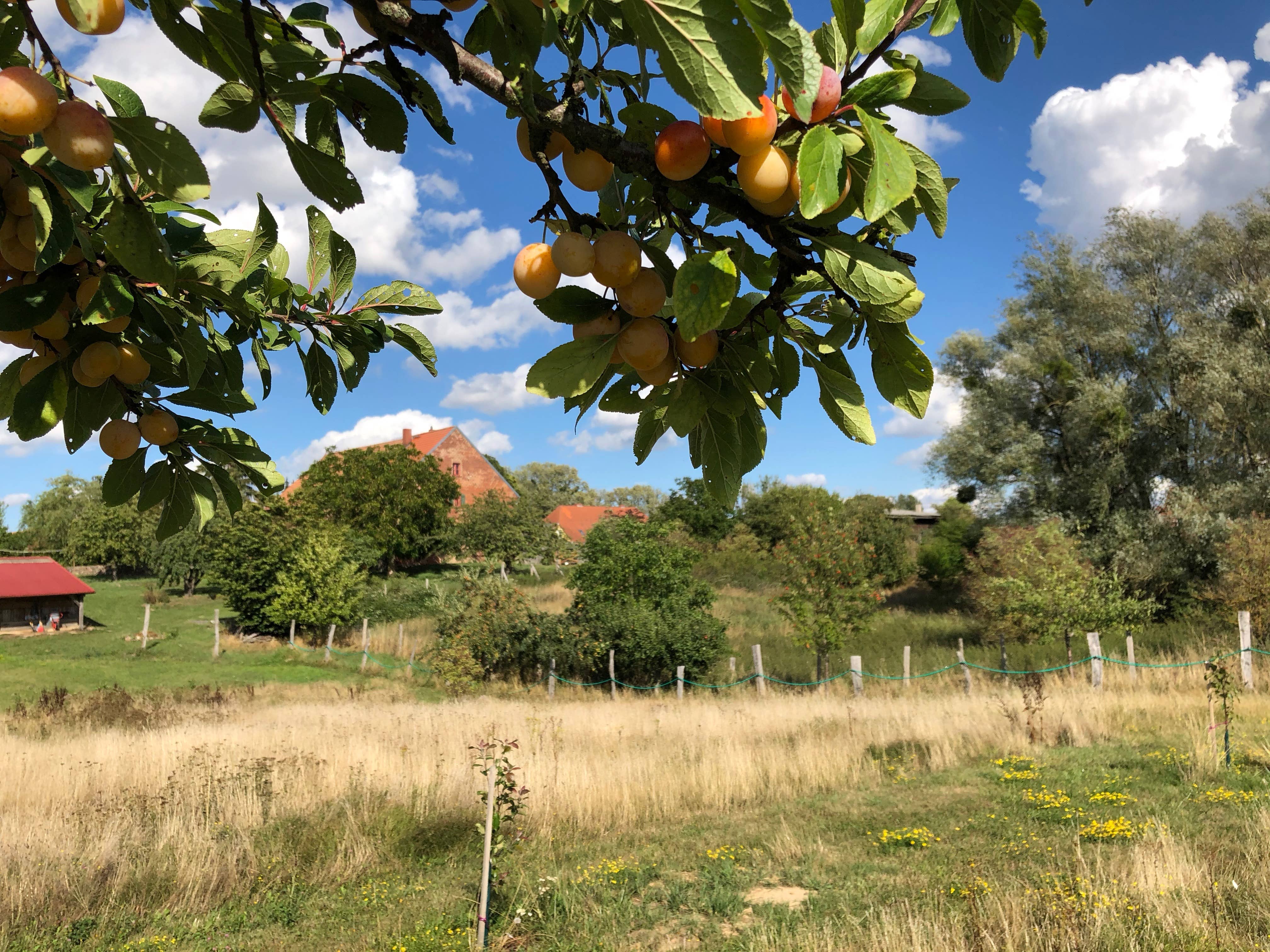 UCKA GmbH - Wholesale Fruit Juice - UCKA apple juice like in the past - but for today!3