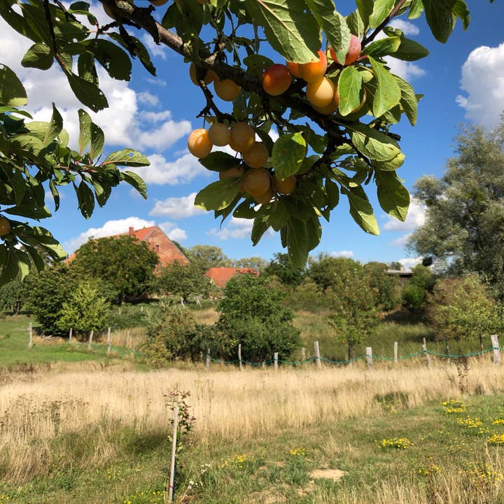 UCKA GmbH - Wholesale Fruit Juice - UCKA apple juice like in the past - but for today!3