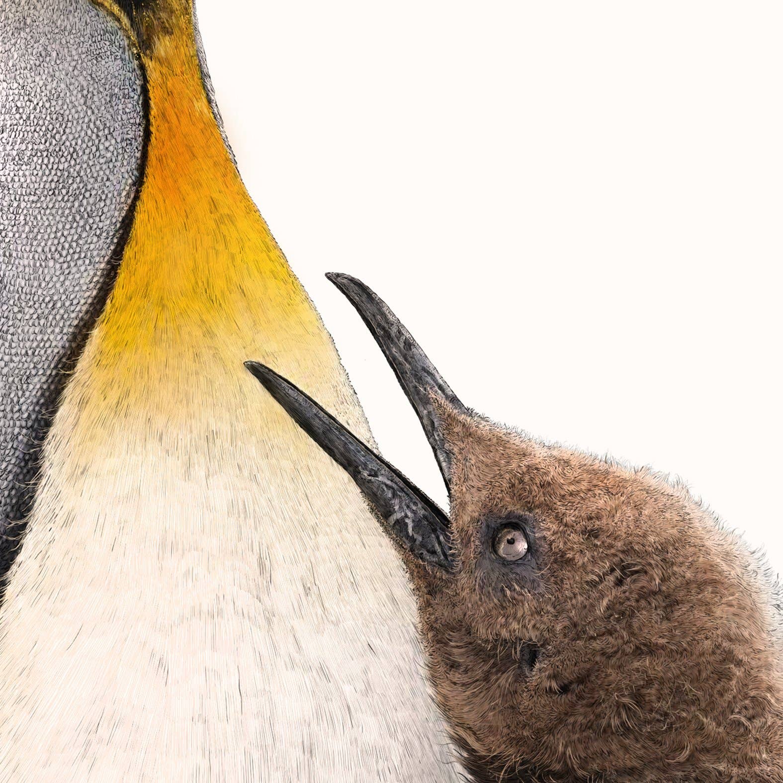 Hidden Planet - Wholesale Art Print - King penguins - A4 Print (landscape)2