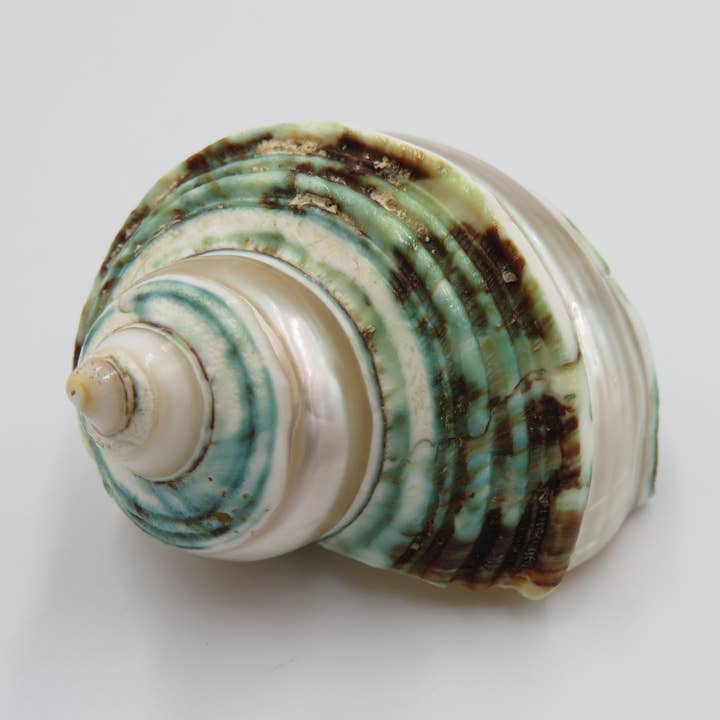 Talembu poleng verde - Conchiglie - spiaggia - decorazione - costa per la vendita all'ingrosso da parte di Product Import Holland