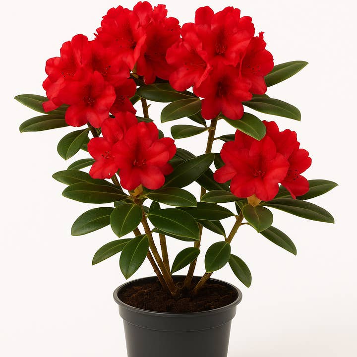 Oasis of Life - Wholesale Live plant - Rhododendron - red flowering - evergreen garden plant for beds & containers - hardy, easy to care for & intensely colored - ideal for semi-shaded locations0
