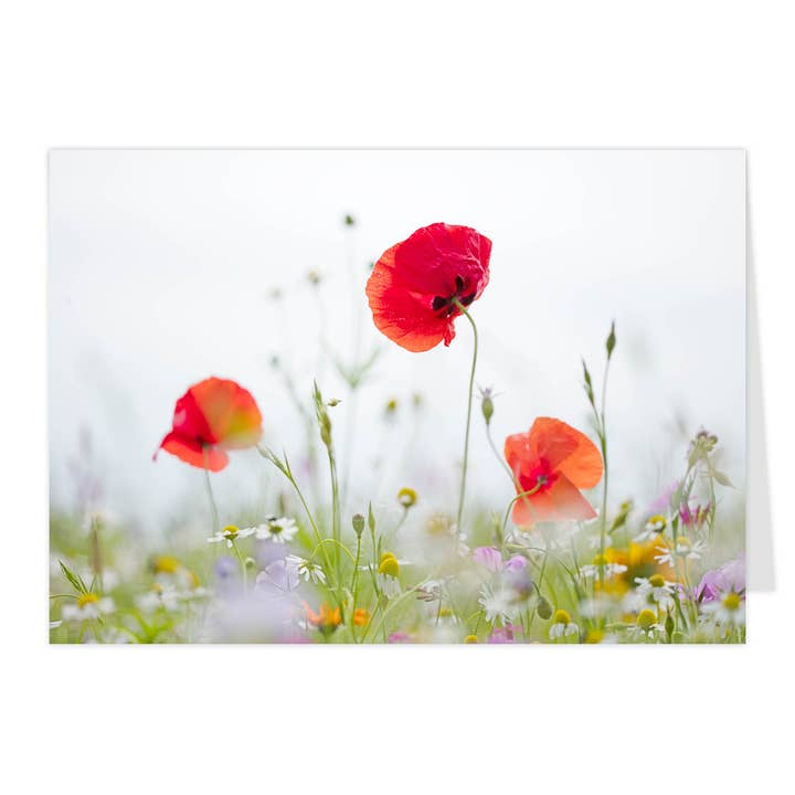 Tarjeta plegable midi "Prado salvaje con amapolas" para venta al por mayor de paruspaper. nutzfeine papeterie