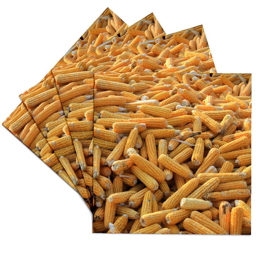 3dRose – wholesale Coasters – 3dRose, Raw Organic Husked Sweetcorn Seed Drying In The Sun, Coaster0