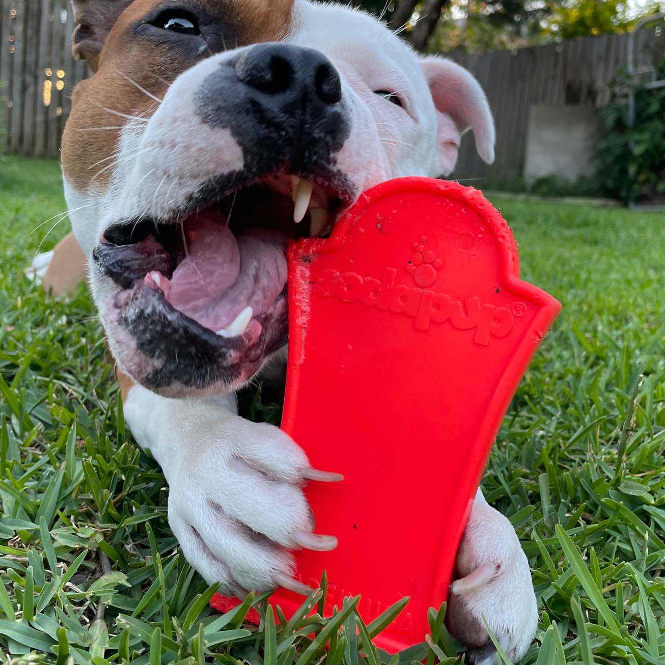 Rover Pet Products – Großhandel Haustier-Kauspielzeug – Hund – Nylon Grabstein2