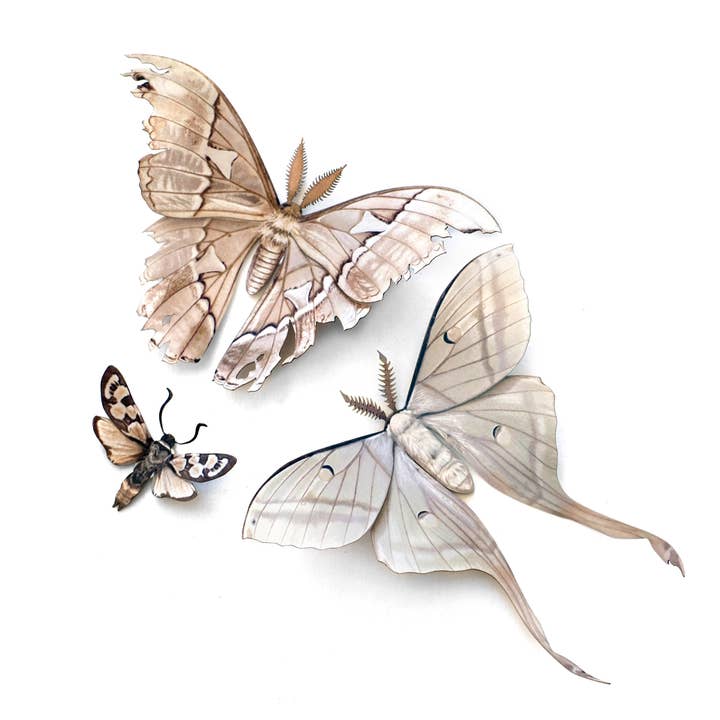 'Lore' Moth Set for wholesale by Moth and Myth