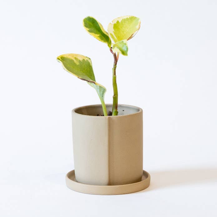 Friend Assembly – Engroshandel Plantekrukke – Fire-Eyes Ansigtsplanter - Sand, Medium1