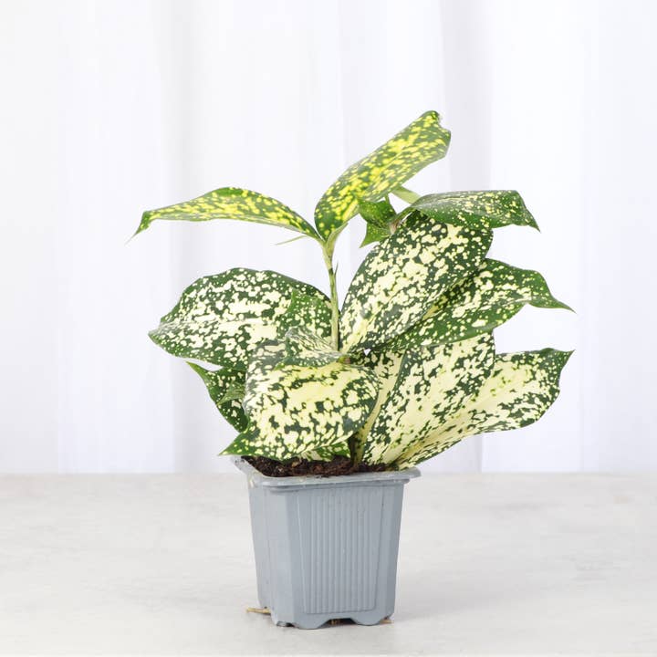 Thorsen's Greenhouse - Wholesale Live Plant - Gold Dust Dracaena - Live Plant