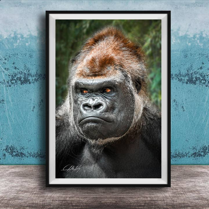 Jungle Wall Art - Silverback Gorilla - 16x20 for wholesale by Clifton Haley Photography