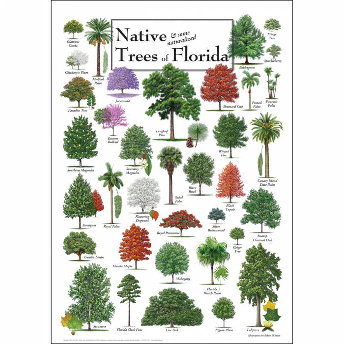 Native Trees of Florida Poster for wholesale by Earth Sky + Water
