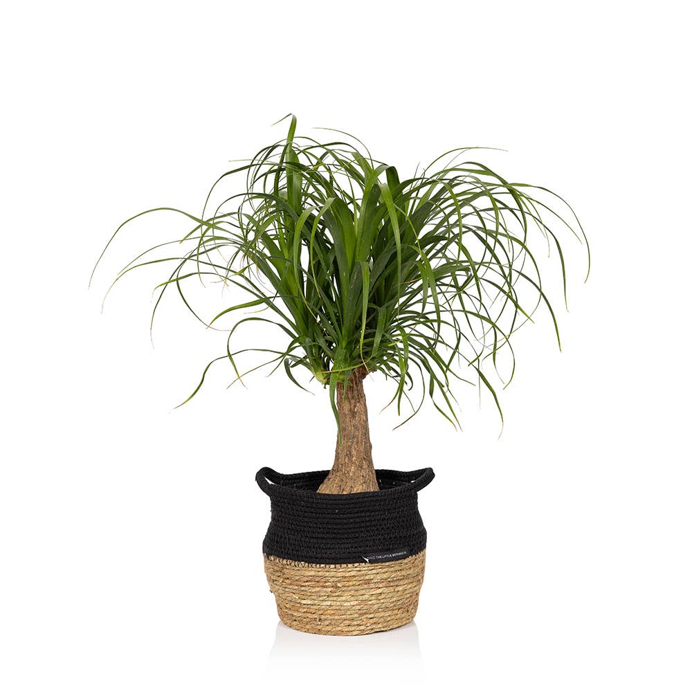 The Little Botanical – wholesale Live plant – British Grown Big Ponytail Palm (Beaucarnea)0