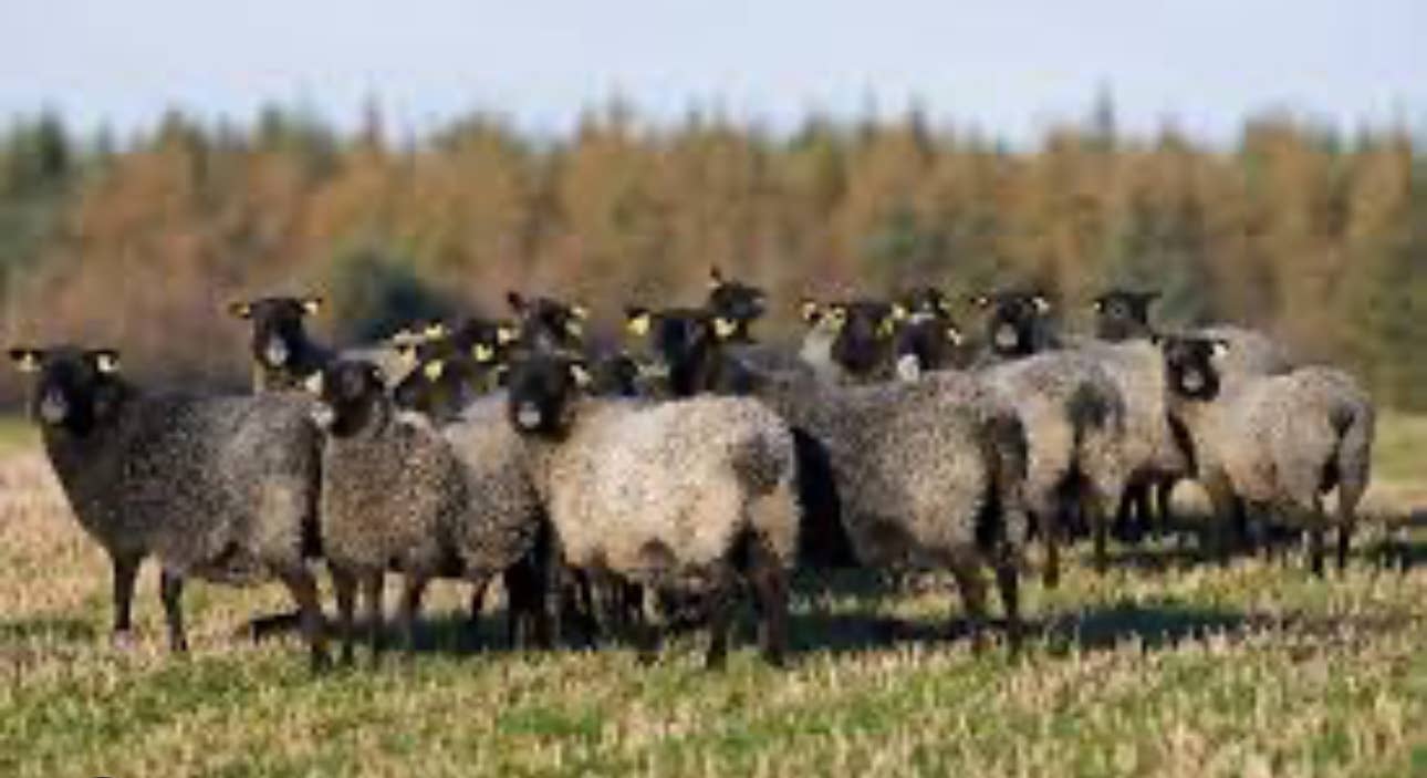 Koigu Wool Designs - Vente Fils à tricoter - Laine worsted Corriedale / Gotland1