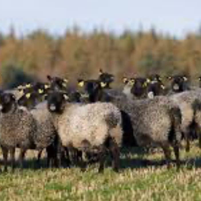 Koigu Wool Designs - Vente Fils à tricoter - Laine worsted Corriedale / Gotland1