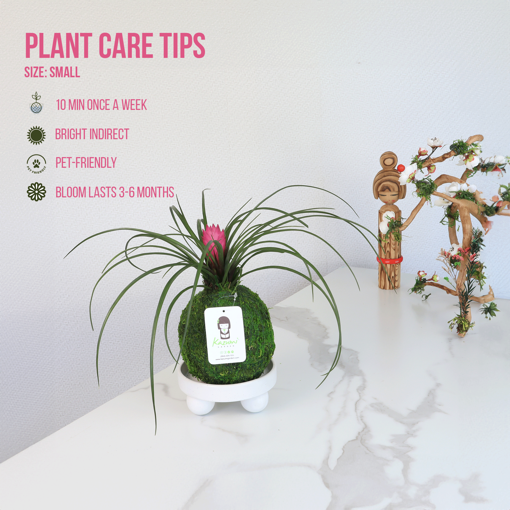 Kazumi Garden - Wholesale Live Plant - Bromeliad Tillandsia Pink Quill | Moss Ball Kokedama0