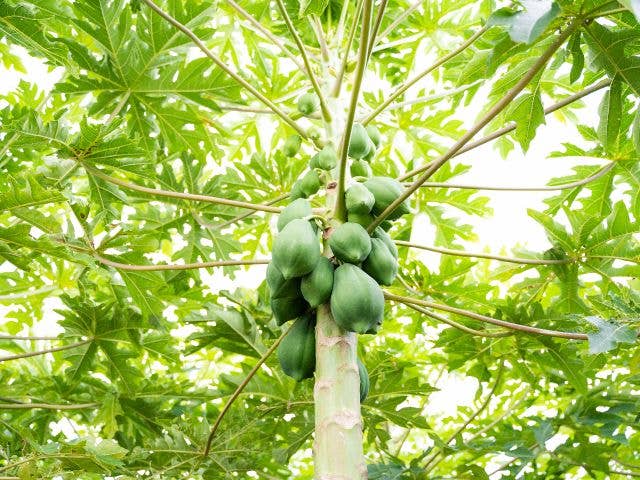 Japan Artisans - Vente Sachets de thé - THÉ DE FEUILLES DE PAPAYE 7 sachets | Fabriqué au Japon5