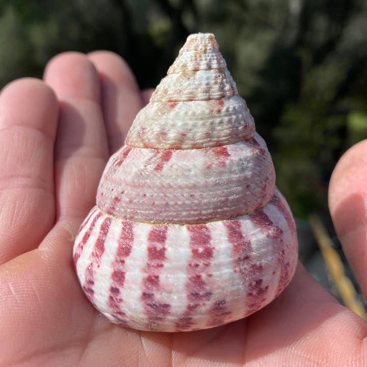 SEASHELL - Strawberry Trochus for wholesale by The Cactus Bros