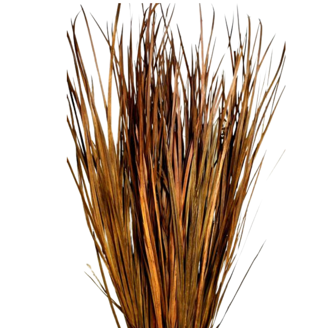 Botanico Ltd. - Vente Fleur séchée/pressée - Herbe Sauvage3