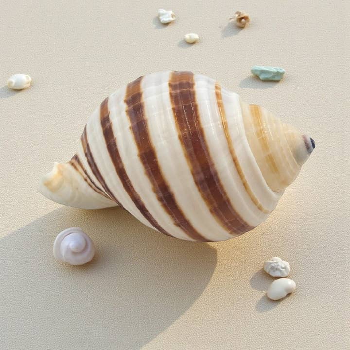 Tun à bandes pour la vente par Earths Elements Wholesale