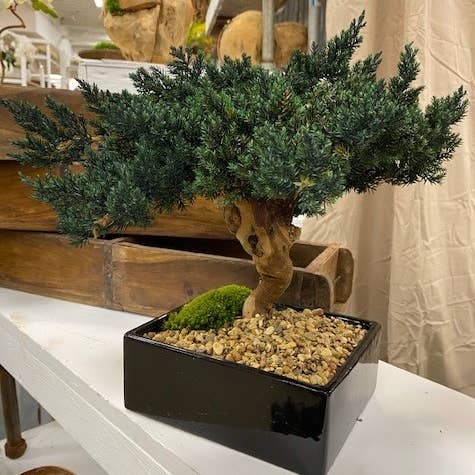 Forever Green Art - Wholesale Artificial Plant - Preserved Monterey Bonsai - Single