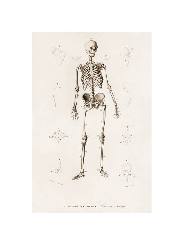 Menneskeskelet for engroshandel hos Sweet Tree Cards