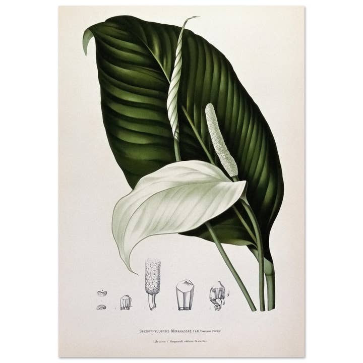 Spathiphyllopsis minahassae por atacado de Maison de Paloma