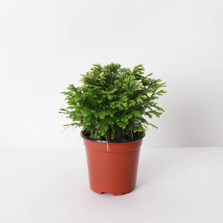 Thorsen's Greenhouse - Wholesale Live Plant - Frosty Fern Plant - Live Plant