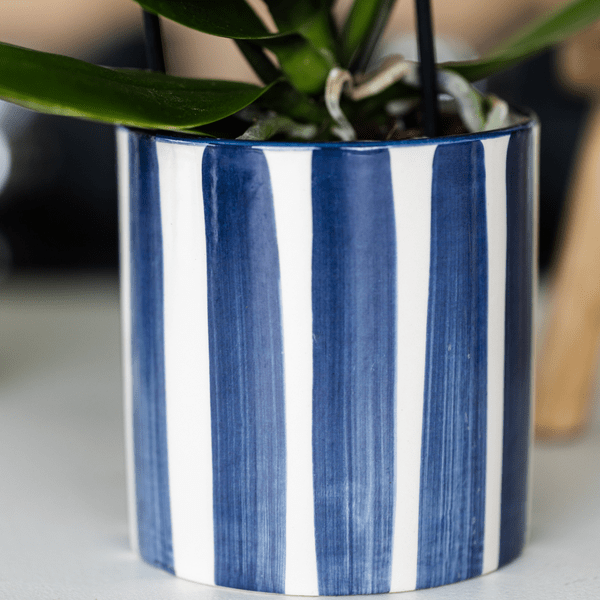 Oasis of Life - Wholesale Live Plant - Plant Set Phalaenopsis Orchid Amabilis White & Succulent Crassula Hobbit – In Blue Painted Stripe Ceramic Pot Ø9cm + Ø6cm – Elegant Houseplant Duo – Mediterranean Decor with a Summery Flair3
