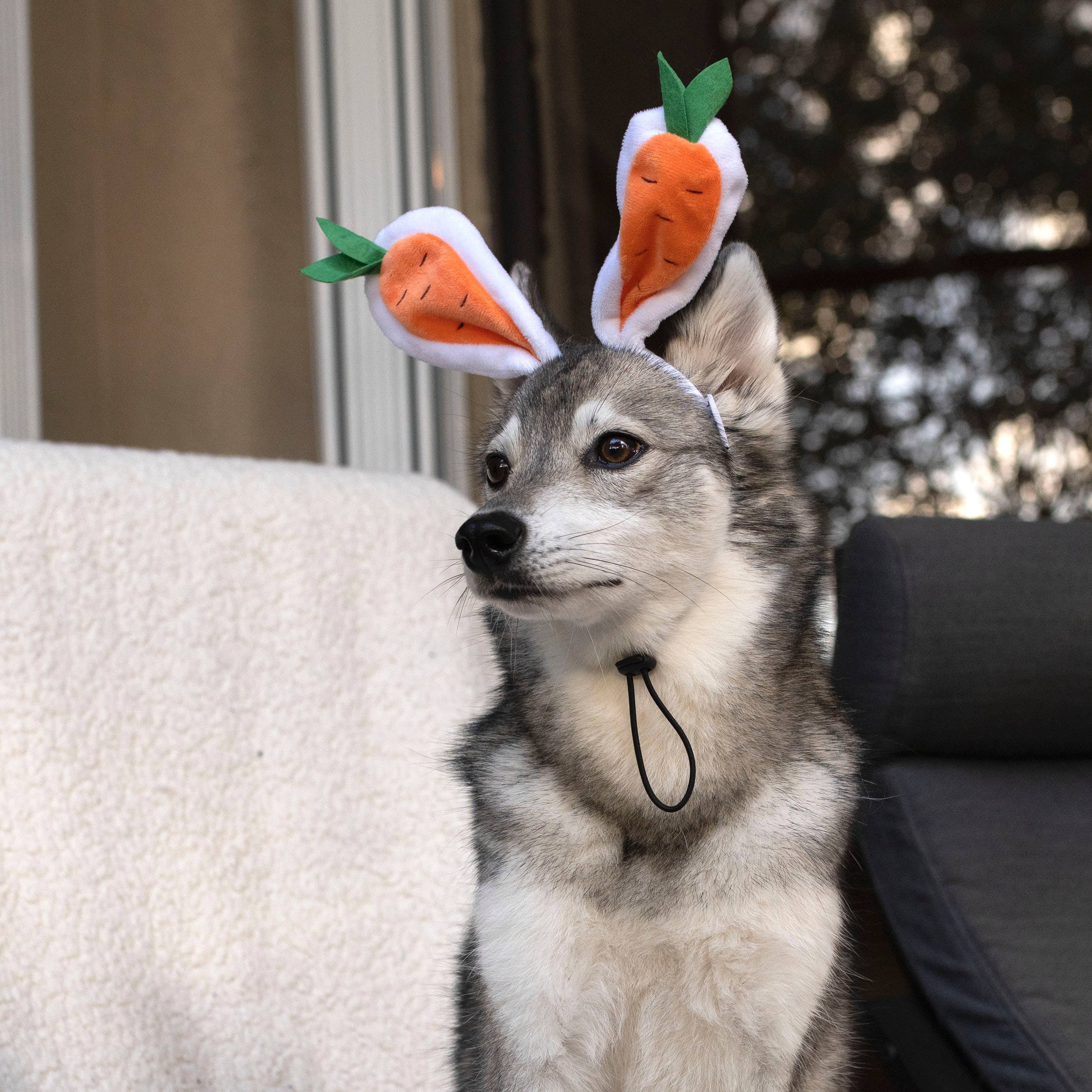 Midlee Designs - Wholesale Pet Hat - Dog - Midlee Carrot Bunny Ears Easter Dog Headband Costume10
