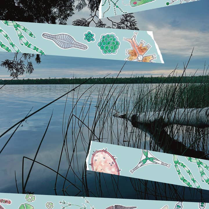 Algae Washi Tape for wholesale by Cassava & Rye