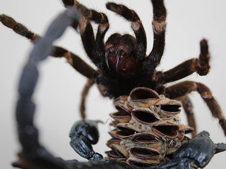 Newman Art Designs - Wholesale Decorative Figurine - Tarantula vs Scorpion in a Dome Home Decor Real Taxidermy Art Home Furniture Decoration Beautiful Decoration Fangs Stinger Spider Venom0