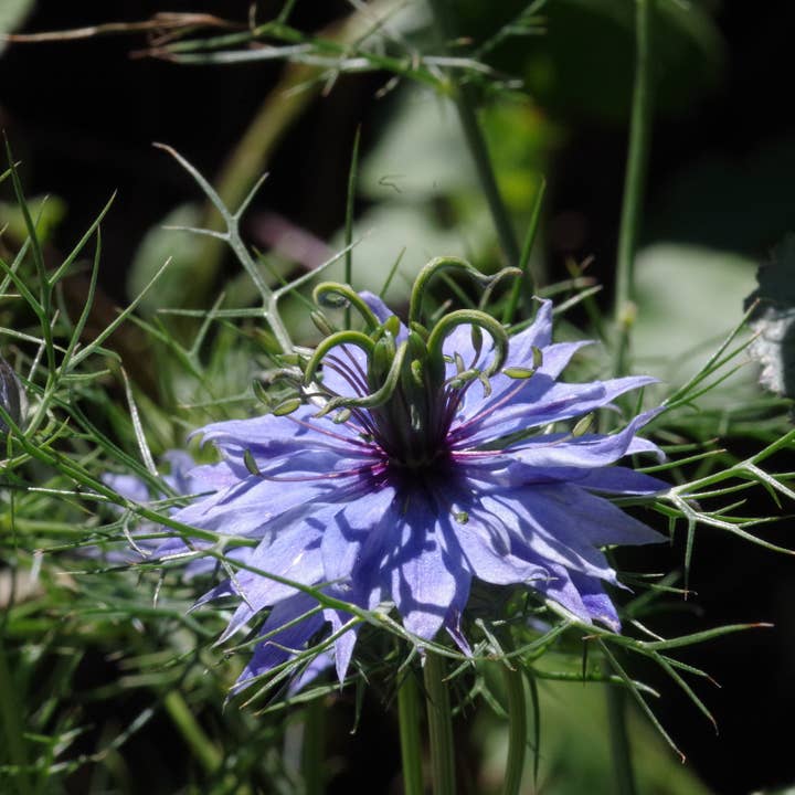 lotusleafaltars - Wholesale Plant seeds - Young Gardener XL Seed Set - With colourful grow guides!10