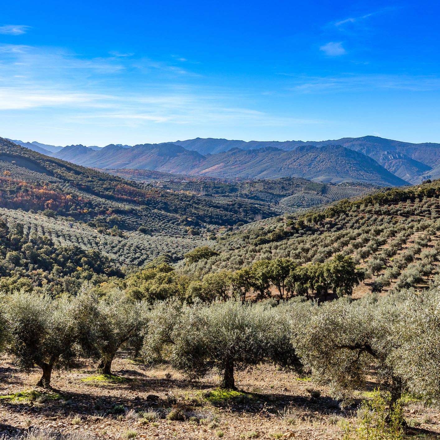 Pet Wiz – Großhandel Haustier-Kauspielzeug – Hund – Kauknochen aus Olivenholz – mit Olivenöl angereichert3