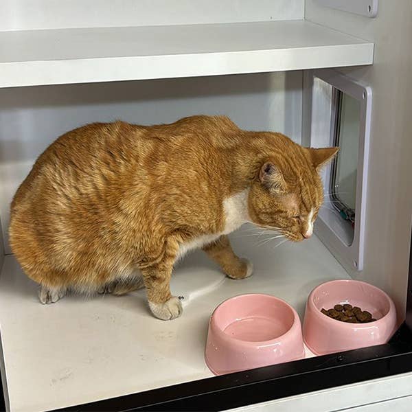 Cove Products LLC - Wholesale Pet Carrier - Cat - Single Unit Cat Stax (3rd Generation)5