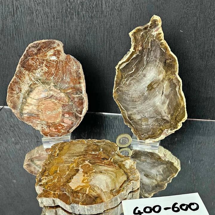 Distinction Crystals - Wholesale Spiritual Stone/Crystal - Fossil Wood Crystal Slices SM - XL1