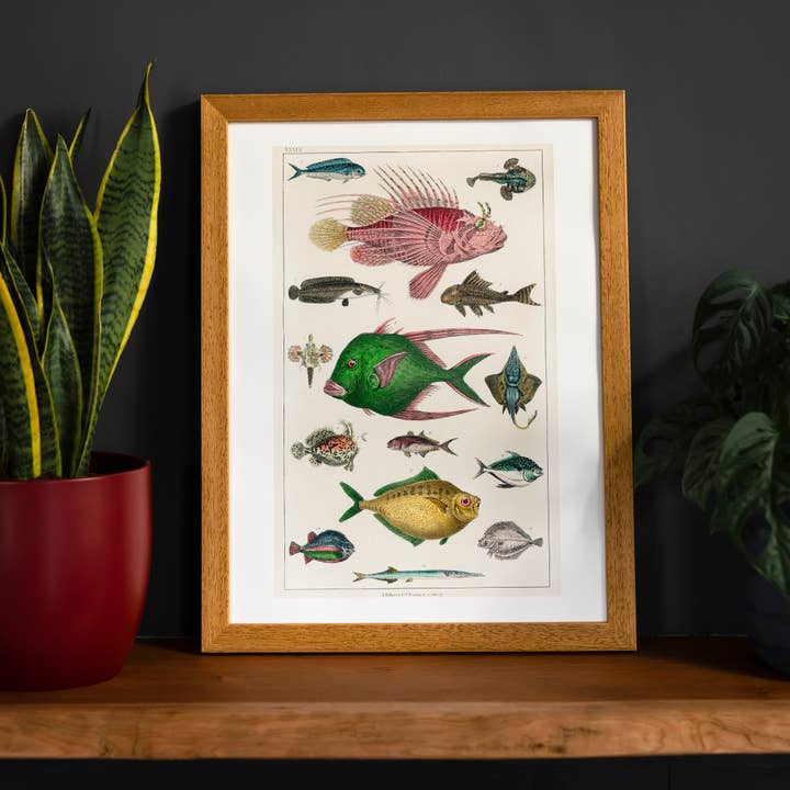 Fish 3 Vintage Antique Print for wholesale by Ink & Drop