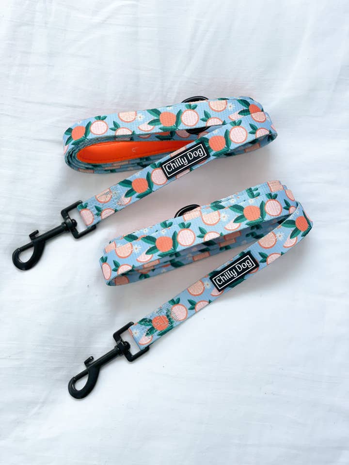 Orange Tangerine Dream Puppy Dog Lead for wholesale by Chilly Dog
