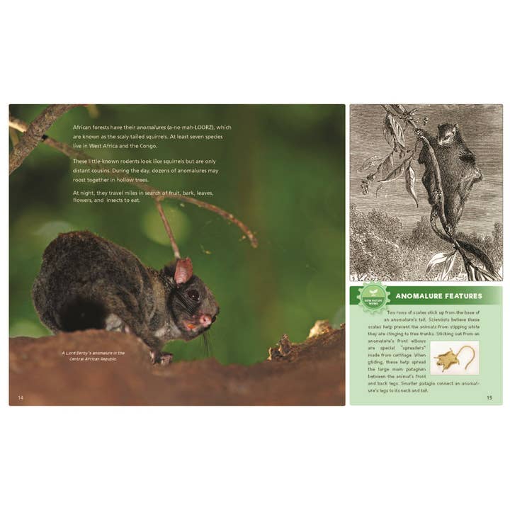 W. W. Norton - Wholesale Early Reader Book (6-8) - Catching Air: Taking the Leap with Gliding Animals6