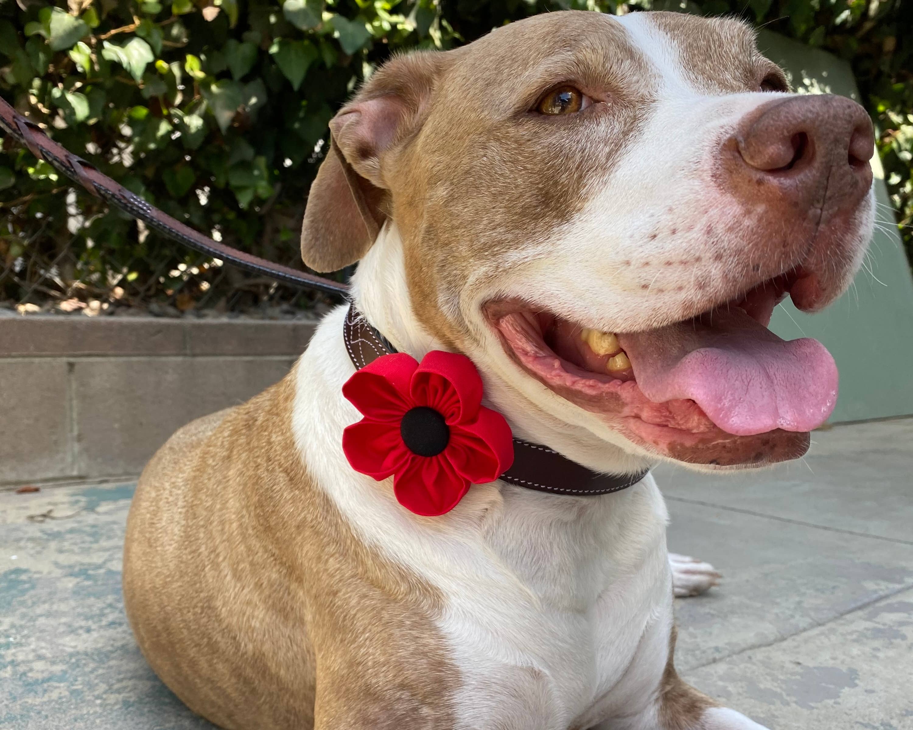 Darcy's Canine Designs - Wholesale Pet Collar - Dog - Red Poppy Collar Flower Pet Accessory8