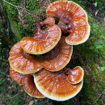The Queen's Gambit  Wild Red Reishi Mushroom Soap – Black Magic Alchemy