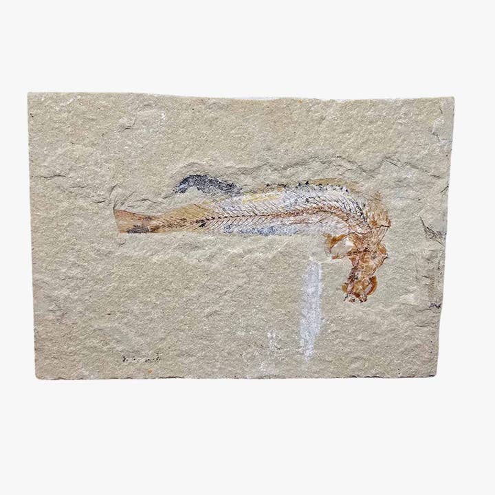 Exhibición de fósiles de peces del Líbano Placa de espécimen Cretácico Coleccionistas para venta al por mayor de Lapidary Central