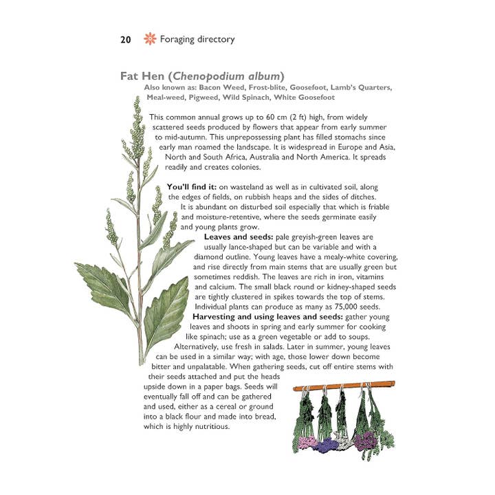 Fox Chapel Publishing - Wholesale Natuur en buitenleven - Zelfvoorziening - Foerageren naar wild voedsel1