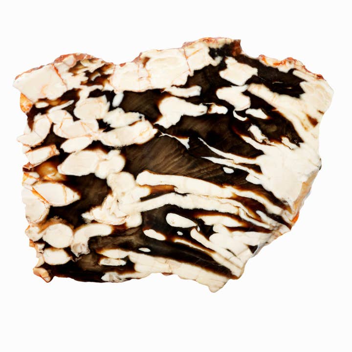 Lastra di legno pietrificato di Peanut Wood - Fossile unico australiano per la vendita all'ingrosso da parte di Lapidary Central