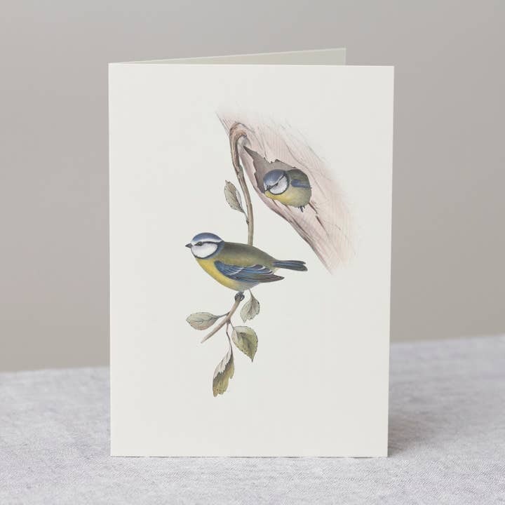 Blue Tit Greeting Card with Envelope, Backyard Bird Gift for wholesale by The Zoologist Archives