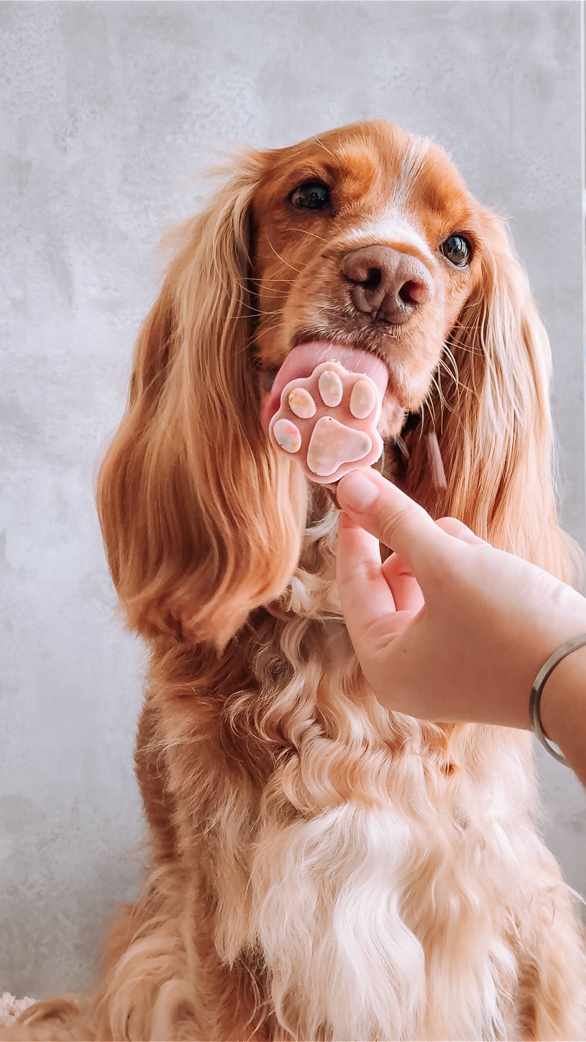 Belpharmed bv: Cooka's Cookies & Sensidog - Venta al por mayor Chuches - Perros - Mezcla de helado con pollo real y fresa para mascotas7