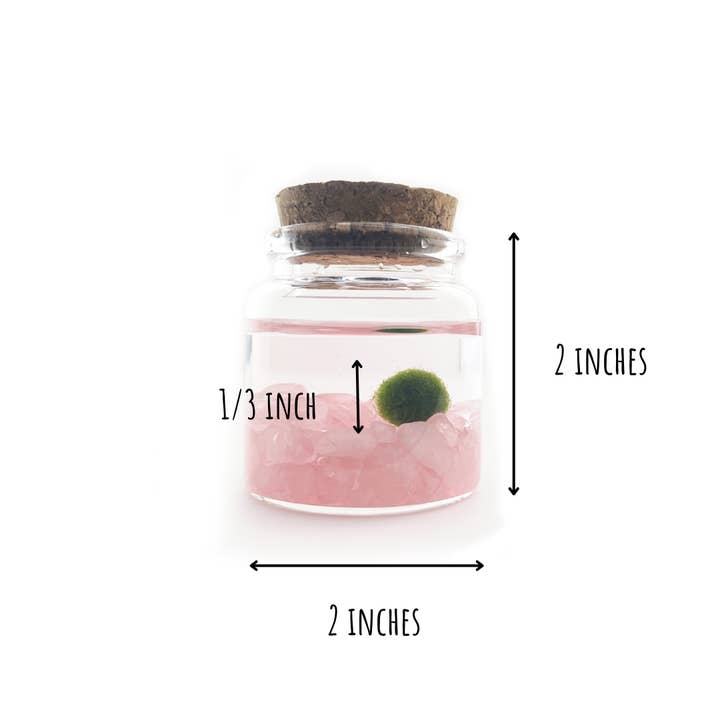 Moss Amigos | Moss Ball Terrariums - Wholesale Live Plant - Small Marimo Moss Ball Terrarium with Rose Quartz Gemstones4