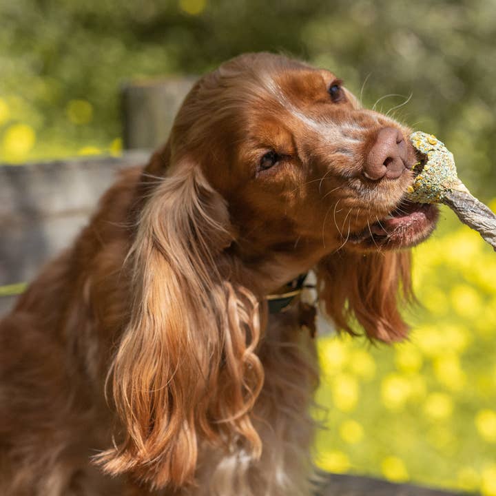 Cooka's Cookies - Wholesale Pet Treats - Dog - Lollipop - Chewy fun for dogs and some cats4
