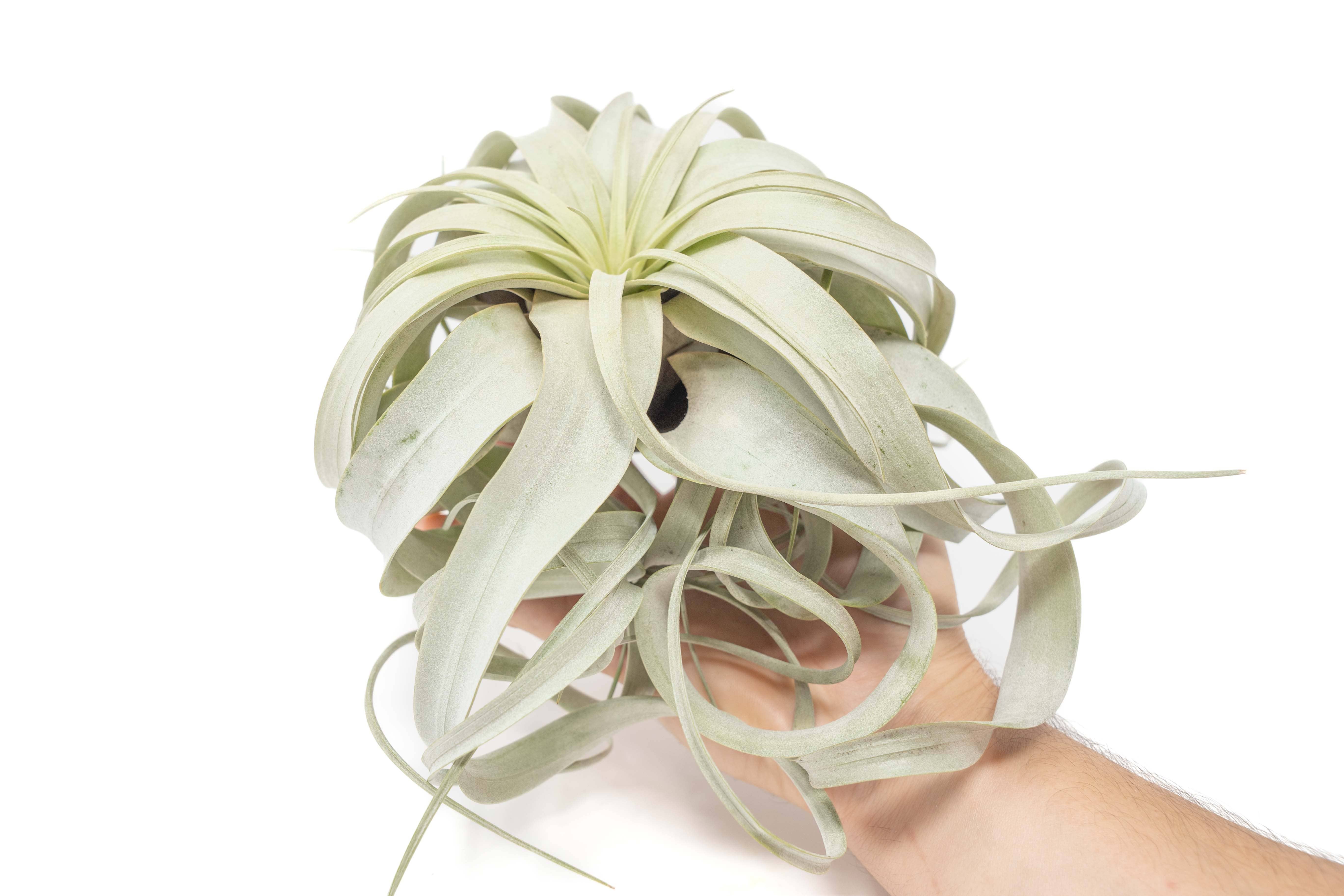 Air Plant Shop - Wholesale Live Plant - Large Tillandsia Xerographica2