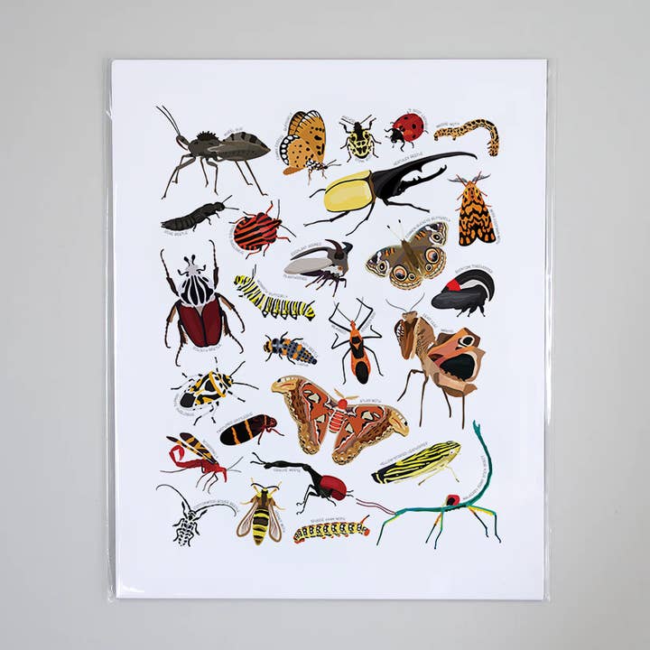 Types of Insects - Educational Nature Art Print for wholesale by Beehive 95 Designs