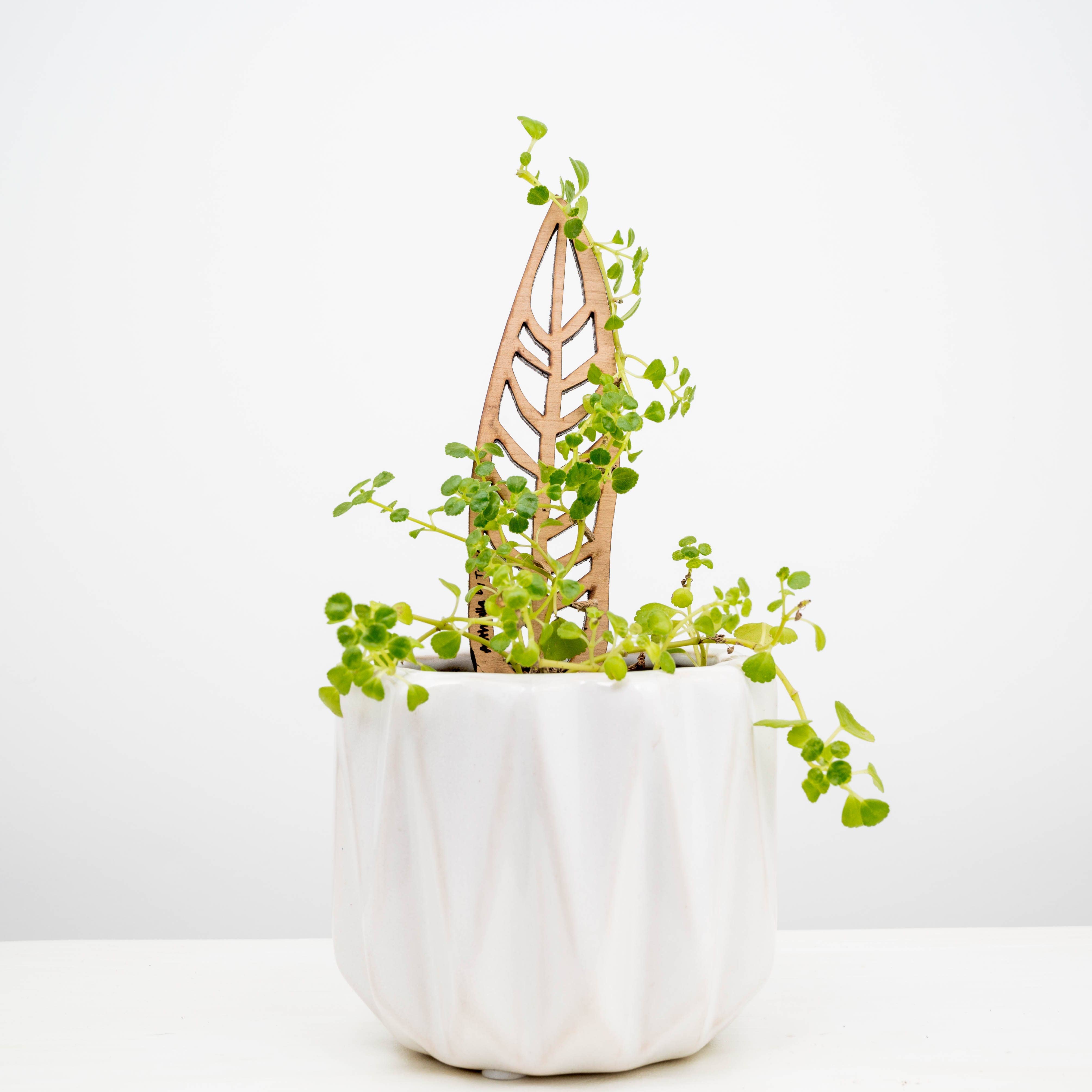 Treleaf – wholesale Garden/lawn stake – BARE Mini Trellises - Decorative wooden plant stakes4